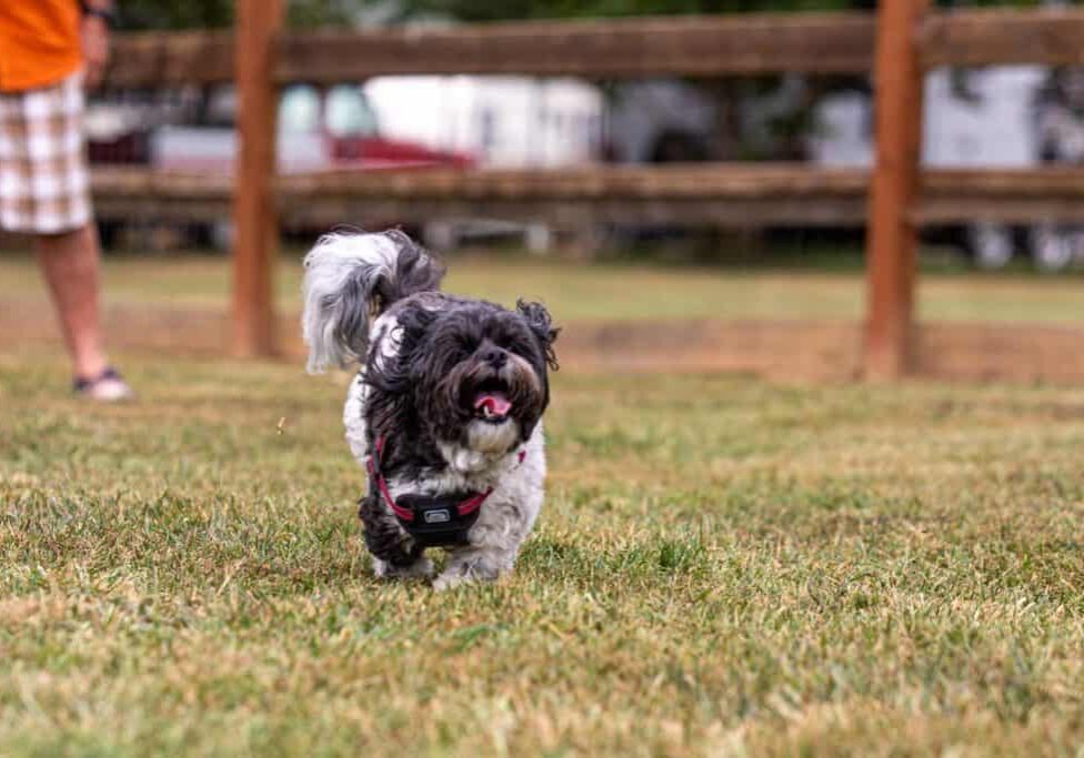 dog playing in dog park