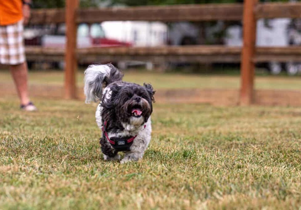 dog playing in dog park dog playing in dog park